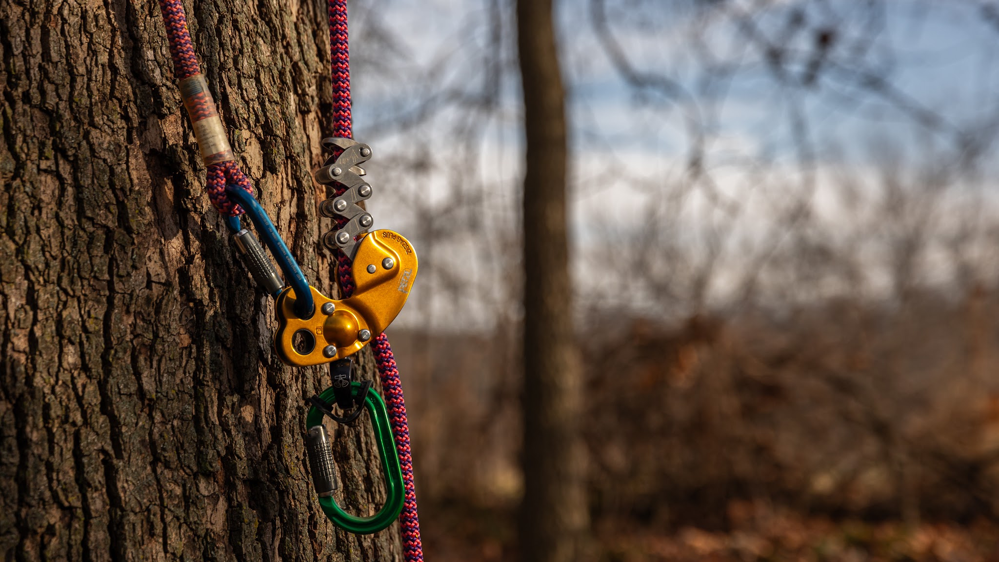 Close-up of arborist climbing rigging, carabiners and pulley on a tree trunk