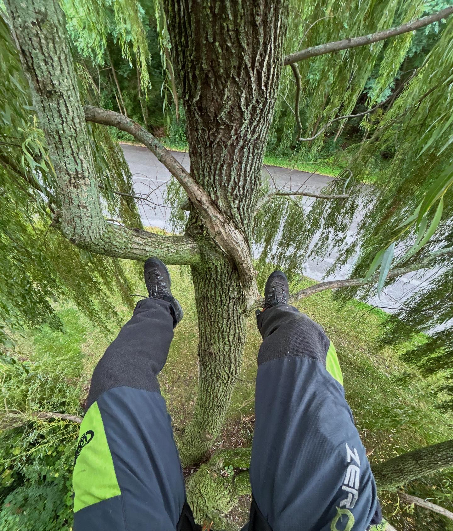 Climber's-eye view looking down from a willow tree onto the street below
