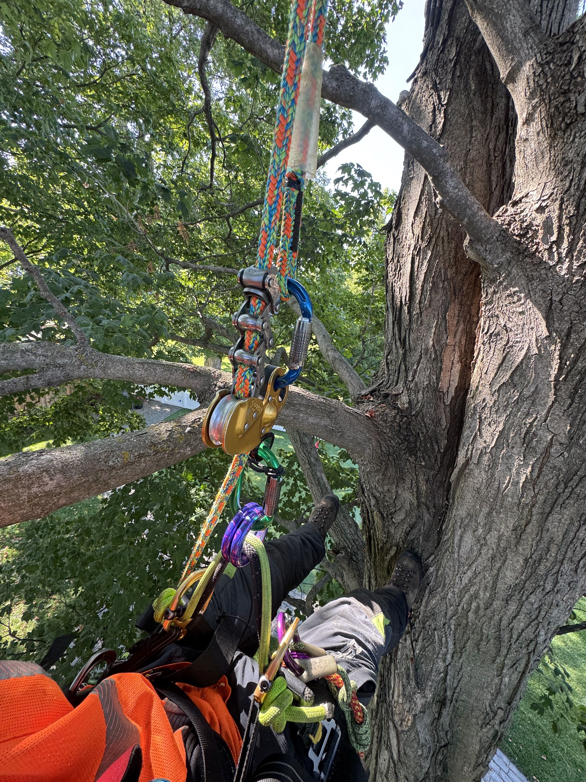 Climber mid-tree surrounded by rigging ropes and pulleys above a suburban yard