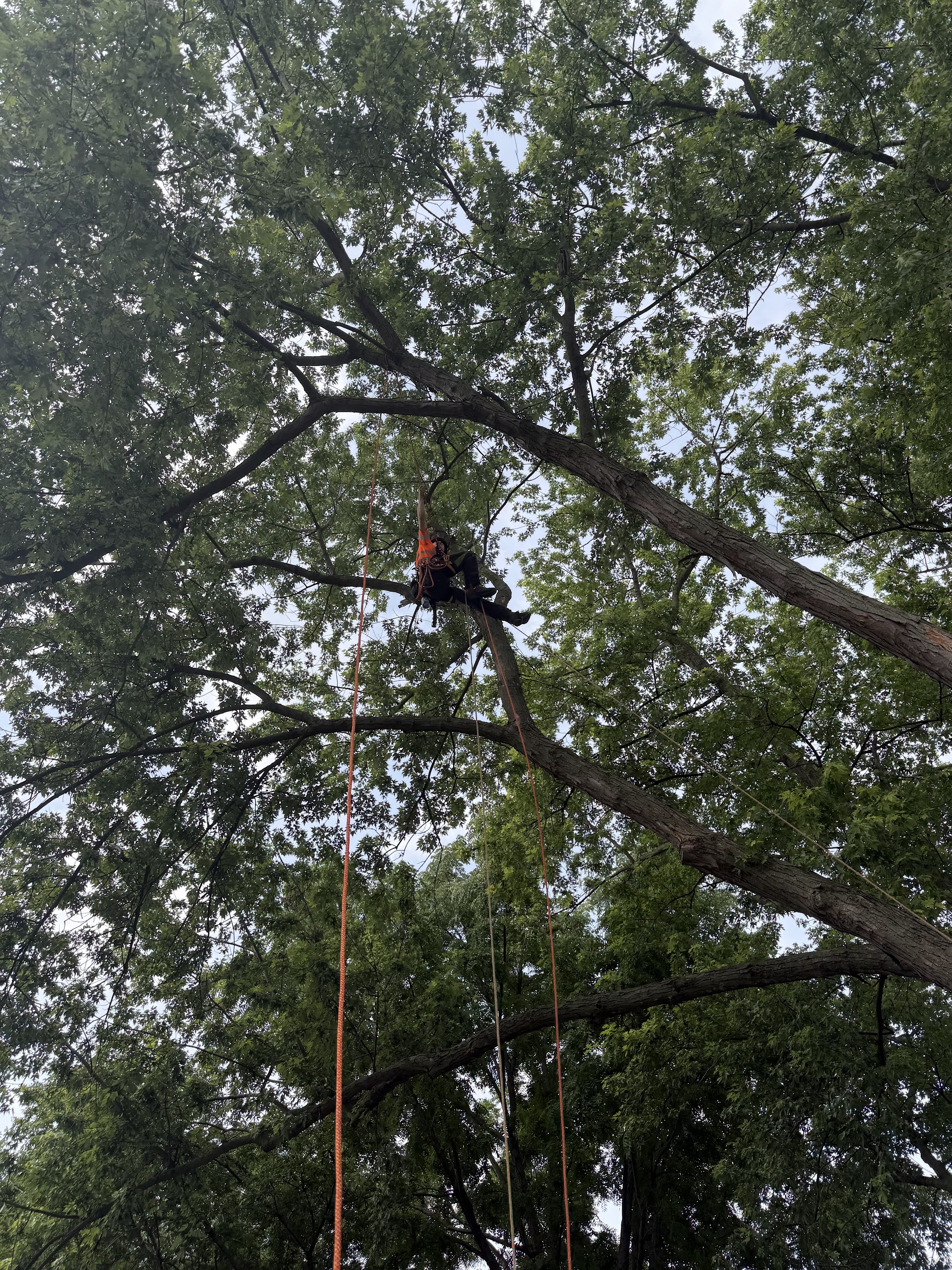 Arborist high in a maple canopy, rigged to a branch, ropes hanging below