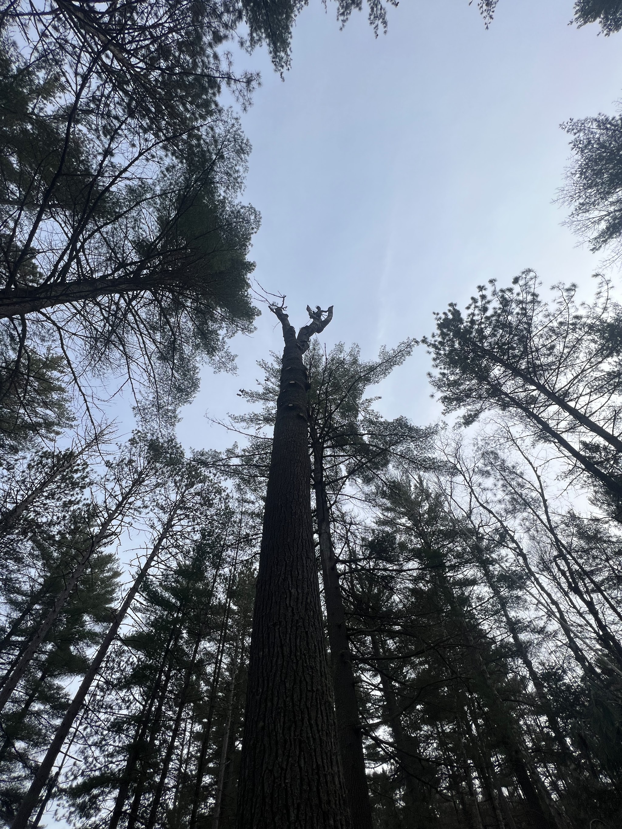 Silhouette of a climber at the very top of a tall, freshly topped pine