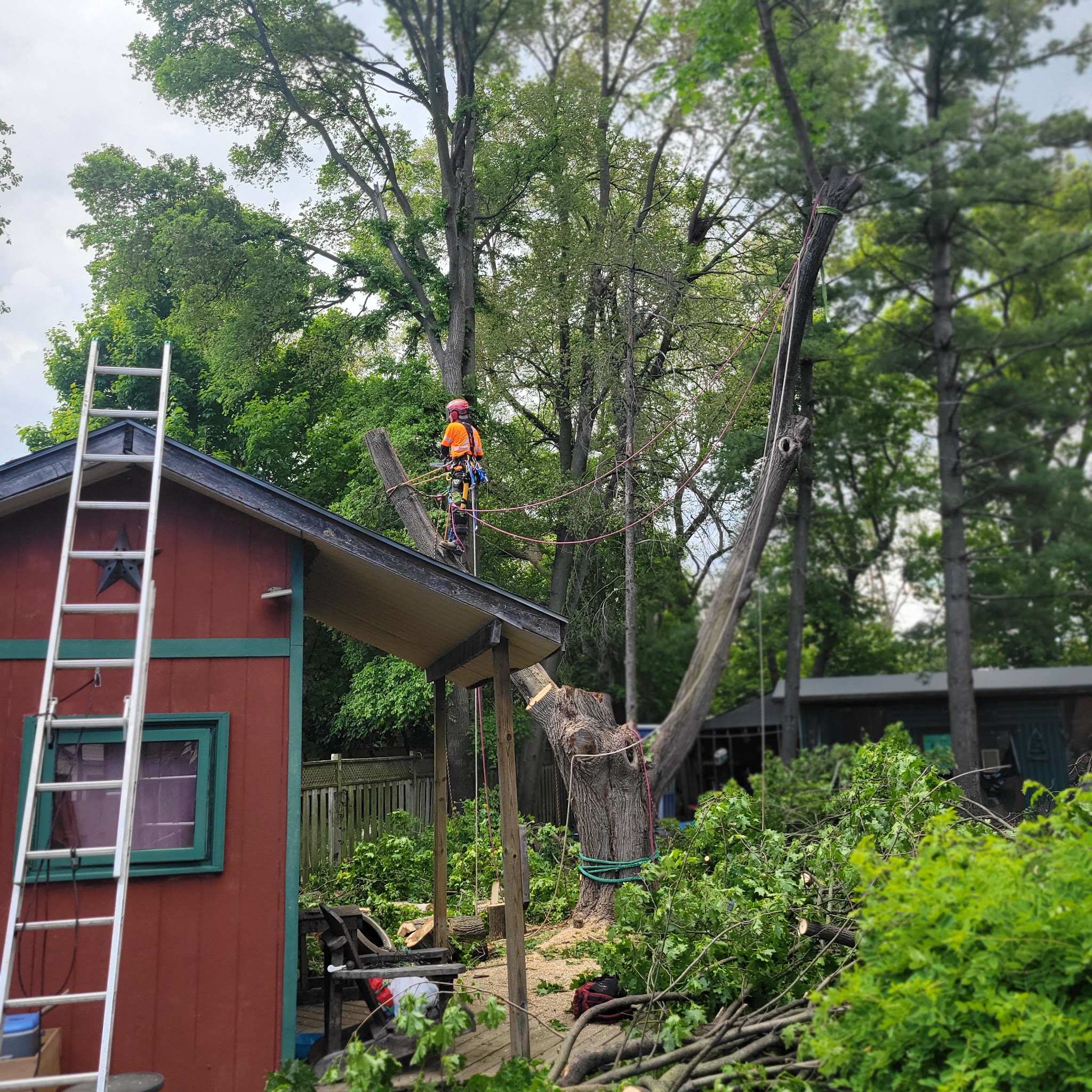 Altitude Tree Service crew removing a large fallen tree that came down over a backyard shed