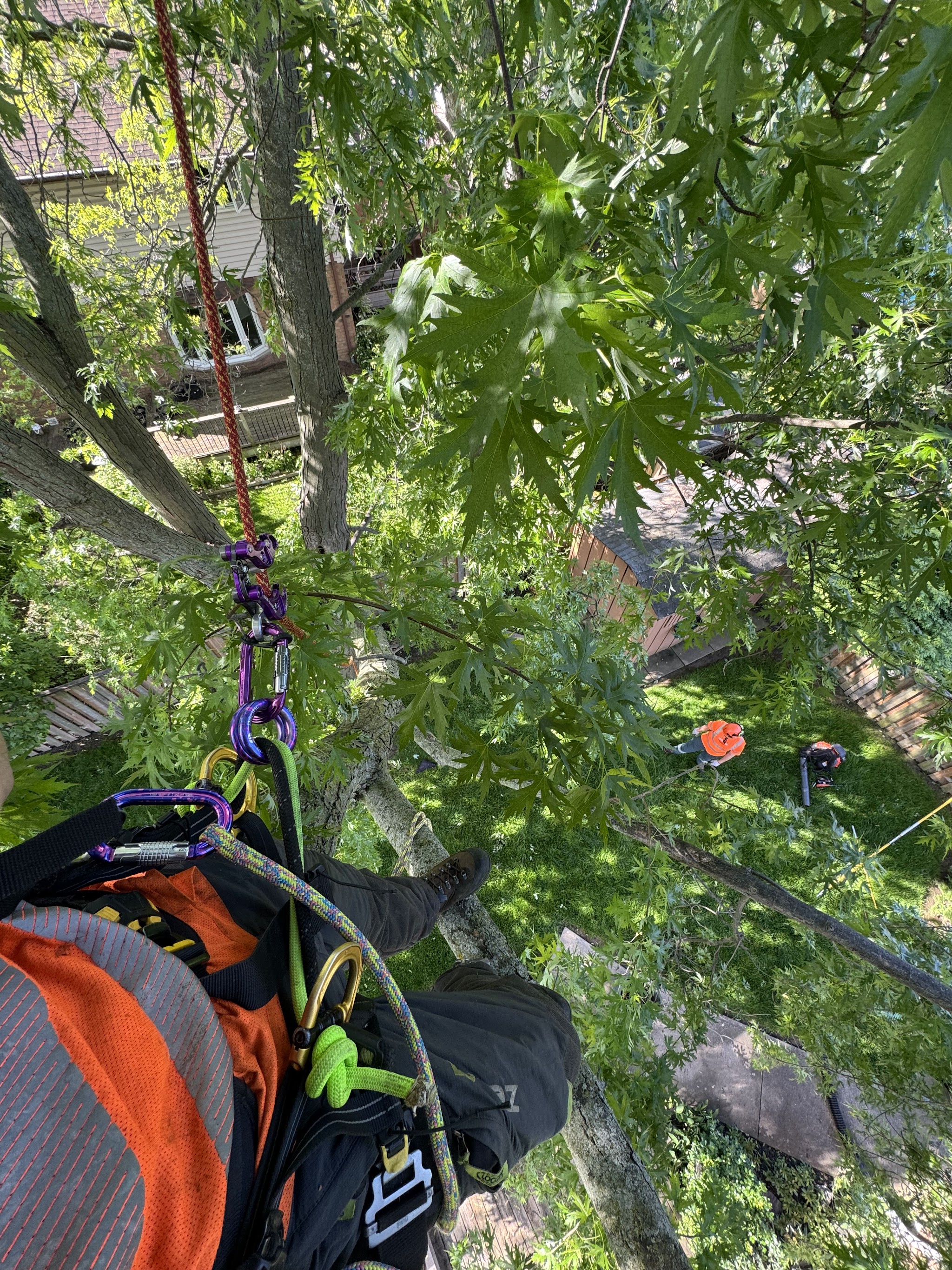 View down through a maple canopy to ground crew working below with a chainsaw