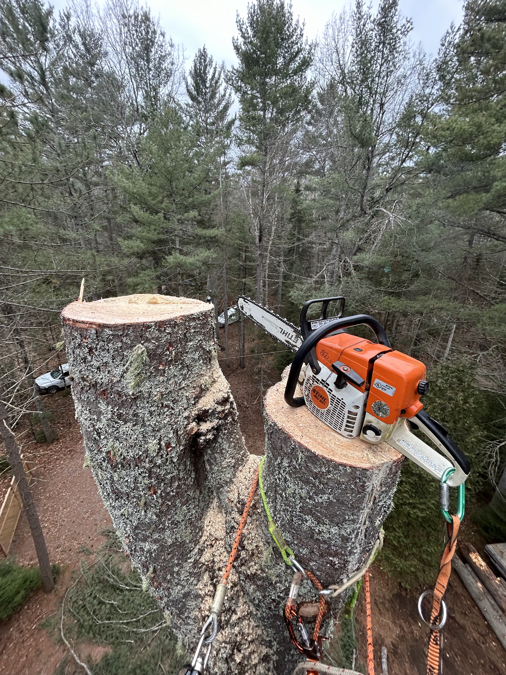 Stihl chainsaw resting on a freshly cut stump high in a pine tree