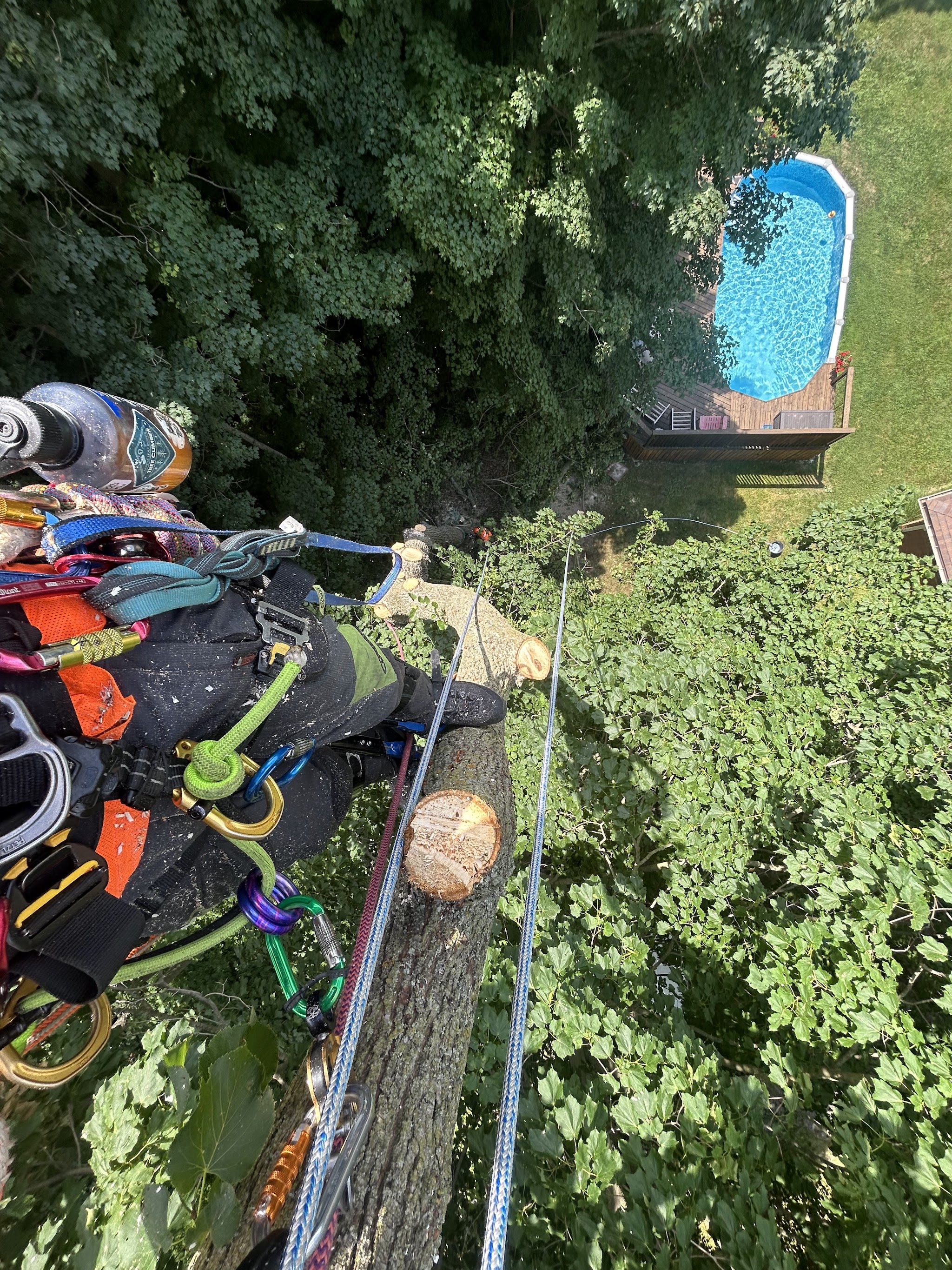 View straight down from the harness past a freshly cut limb to a backyard pool